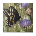 Black Swallowtail Butterfly Tile<br><div class="desc">Black swallowtail on clover.</div>