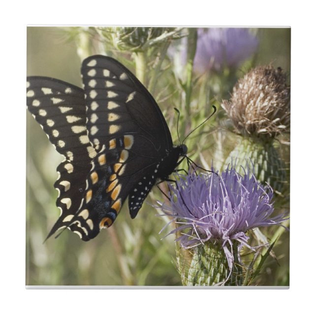 Black Swallowtail Butterfly Tile (Front)