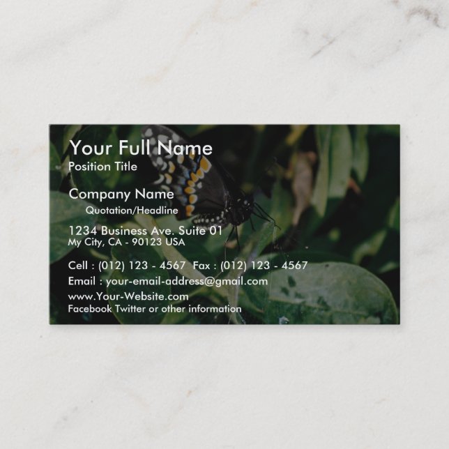 Black swallowtail butterfly, Wichita, Kansas, U.S. Business Card (Front)