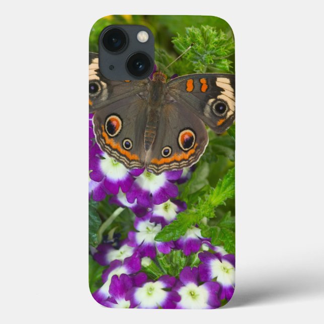 Black Swallowtail Case-Mate iPhone Case (Back)