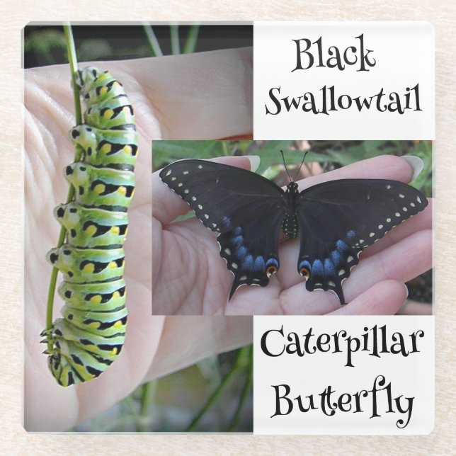 Black Swallowtail Caterpillar/Butterfly Glass Coaster (Front)