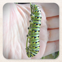 Black Swallowtail Caterpillar/Butterfly