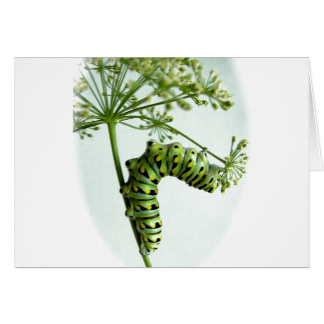 Black Swallowtail Caterpillar eating parsley (Front Horizontal)