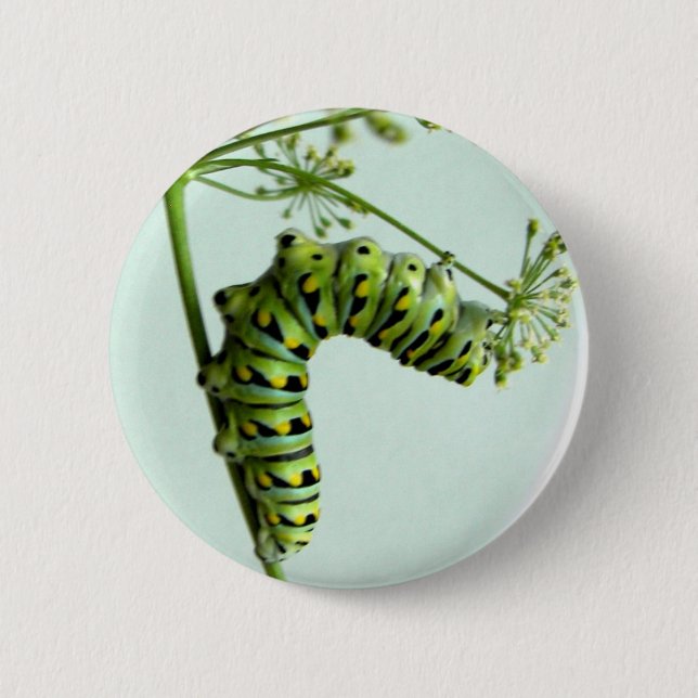 Black Swallowtail Caterpillar eating parsley 6 Cm Round Badge (Front)