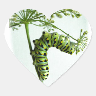 Black Swallowtail Caterpillar eating parsley Heart Sticker