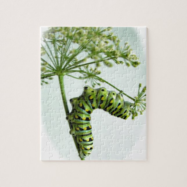 Black Swallowtail Caterpillar eating parsley Jigsaw Puzzle (Vertical)