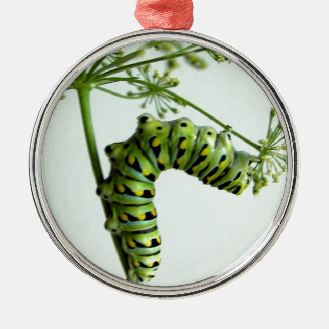 Black Swallowtail Caterpillar eating parsley Metal Ornament (Front)