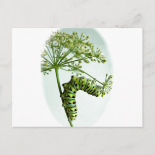 Black Swallowtail Caterpillar eating parsley Postcard