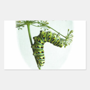 Black Swallowtail Caterpillar eating parsley Rectangular Sticker