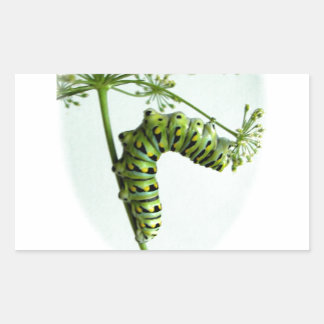 Black Swallowtail Caterpillar eating parsley Rectangular Sticker