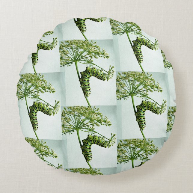 Black Swallowtail Caterpillar eating parsley Round Cushion (Front)