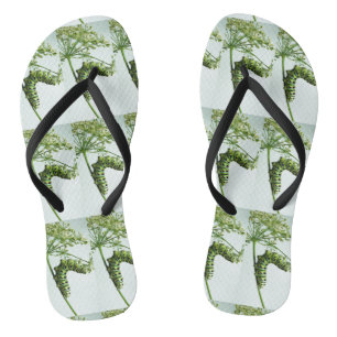 Black Swallowtail Caterpillar eating parsley Thongs