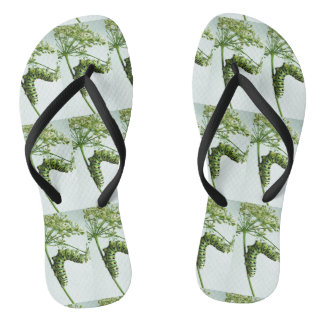 Black Swallowtail Caterpillar eating parsley Thongs