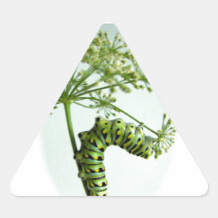 Black Swallowtail Caterpillar eating parsley Triangle Sticker