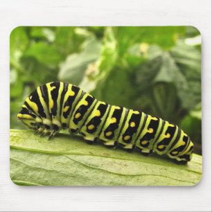 Black Swallowtail Caterpillar Mouse Pad