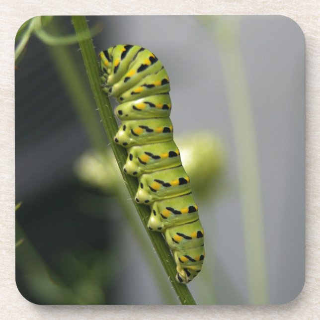 Black swallowtail caterpillar (parsleyworm) on Dil Coaster (Front)