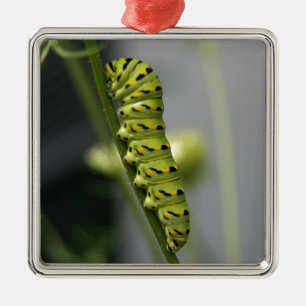 Black swallowtail caterpillar (parsleyworm) on Dil Metal Ornament