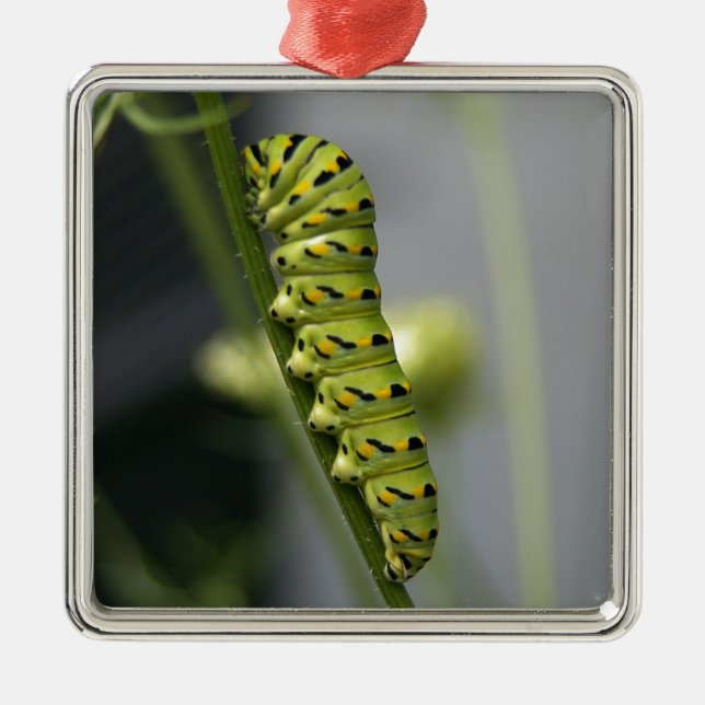 Black swallowtail caterpillar (parsleyworm) on Dil Metal Ornament (Front)