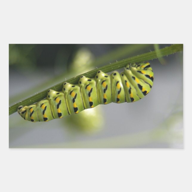 Black swallowtail caterpillar (parsleyworm) on Dil Rectangular Sticker (Front)