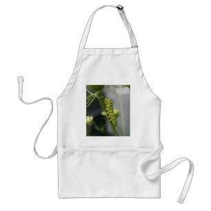 Black swallowtail caterpillar (parsleyworm) on Dil Standard Apron