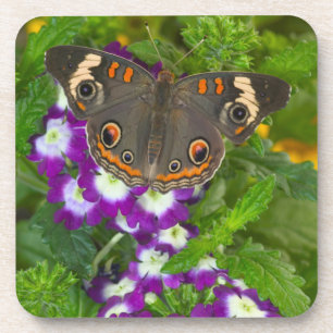 Black Swallowtail Coaster