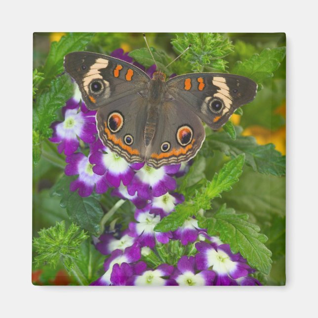 Black Swallowtail Magnet (Front)