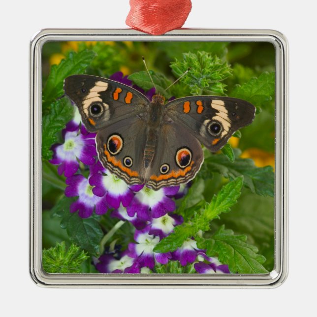 Black Swallowtail Metal Ornament (Front)