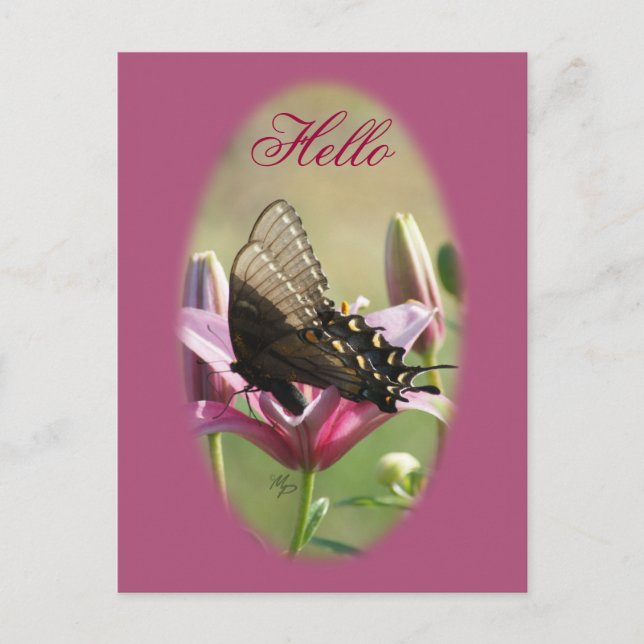 Black Swallowtail on Lily Blank Postcard (Front)
