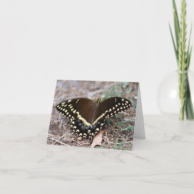 Black Swallowtail Photo Folded Note Card (Front)