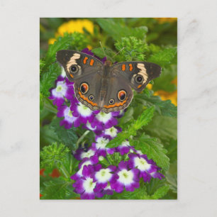 Black Swallowtail Postcard