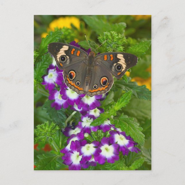 Black Swallowtail Postcard (Front)