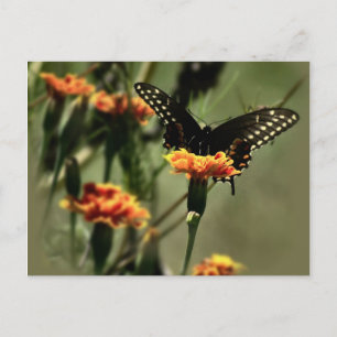 Black Swallowtail Postcard