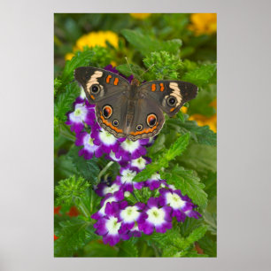 Black Swallowtail Poster