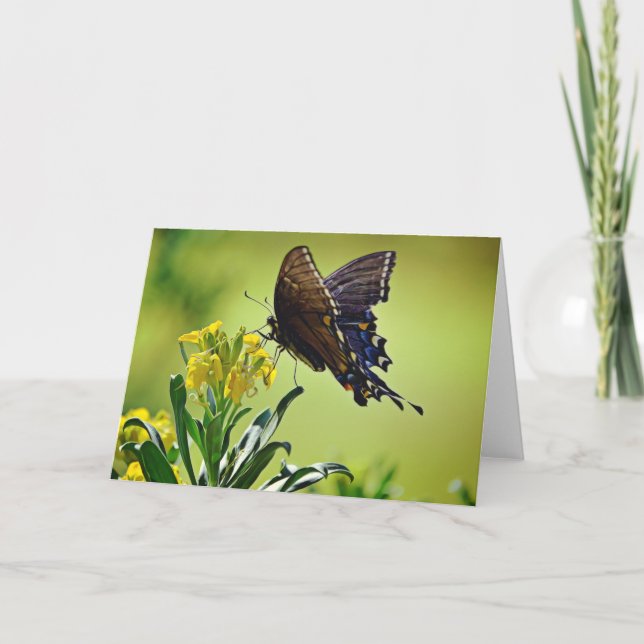 Black Swallowtail Scripture Card  Psalm 119:103 (Front)
