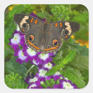 Black Swallowtail Square Sticker