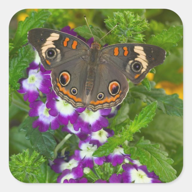 Black Swallowtail Square Sticker (Front)
