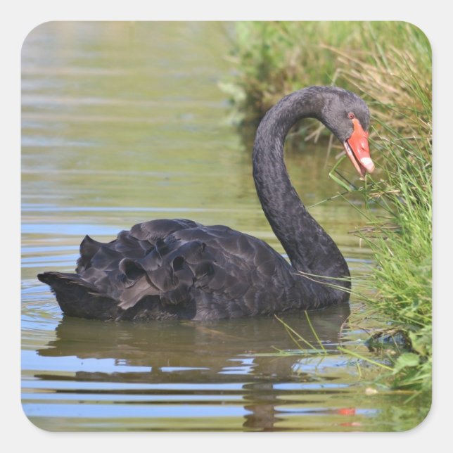 Black swam on water square sticker (Front)