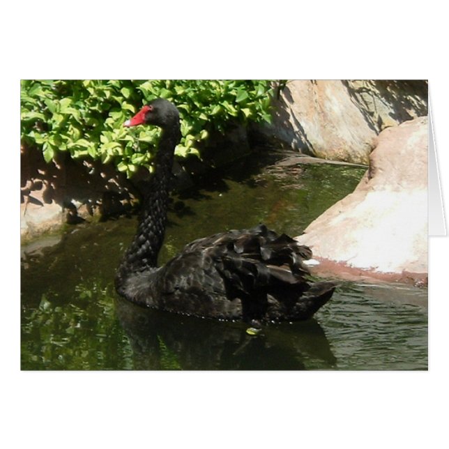 Black Swan (Front Horizontal)