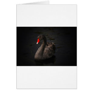 Black Swan