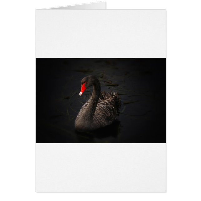 Black Swan (Front)