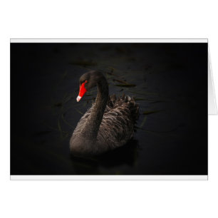 Black Swan