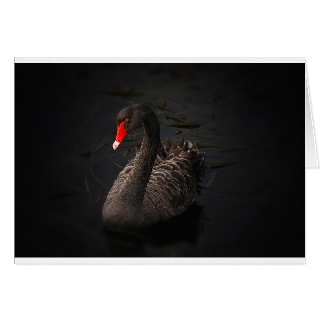 Black Swan (Front Horizontal)