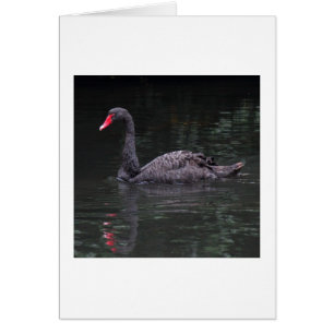 Black Swan