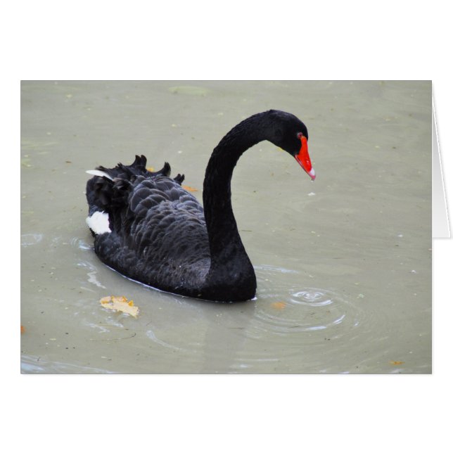 Black swan (Front Horizontal)