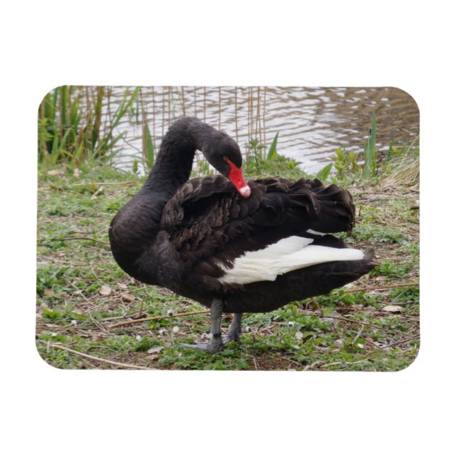 Black Swan 3"x4" Magnet (Horizontal)