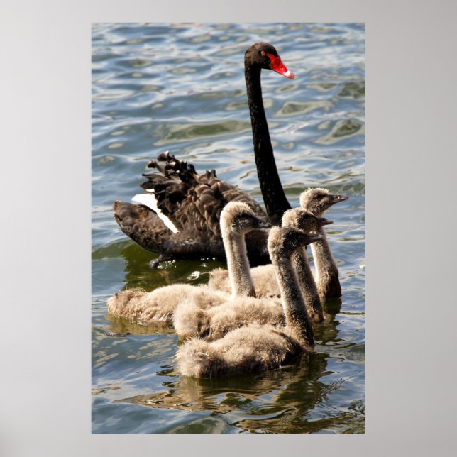 Black Swan and Cygnets Poster (Front)