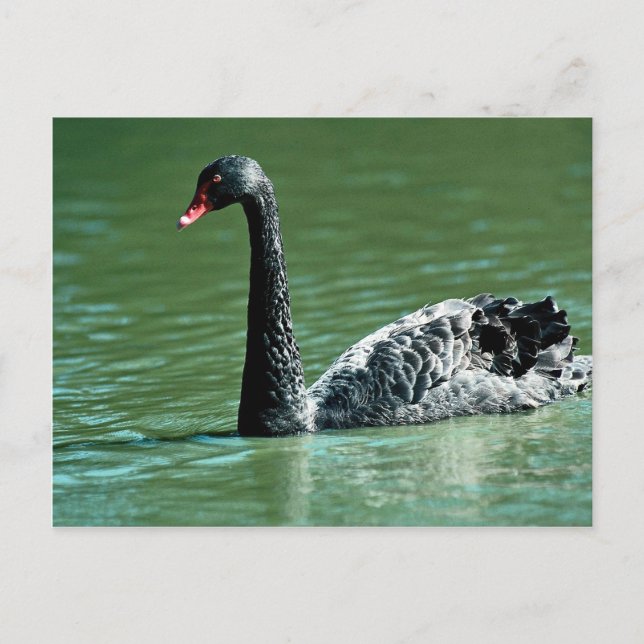 Black swan, Australia Postcard (Front)