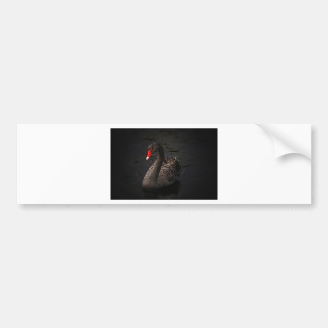 Black Swan Bumper Sticker (Front)