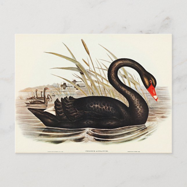 Black Swan by Elizabeth Gould Postcard (Front)