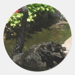 Black Swan Classic Round Sticker